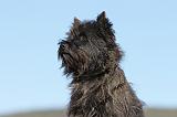 CAIRN TERRIER 315